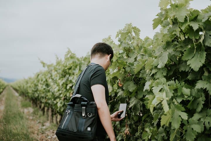 Walking among vineyards