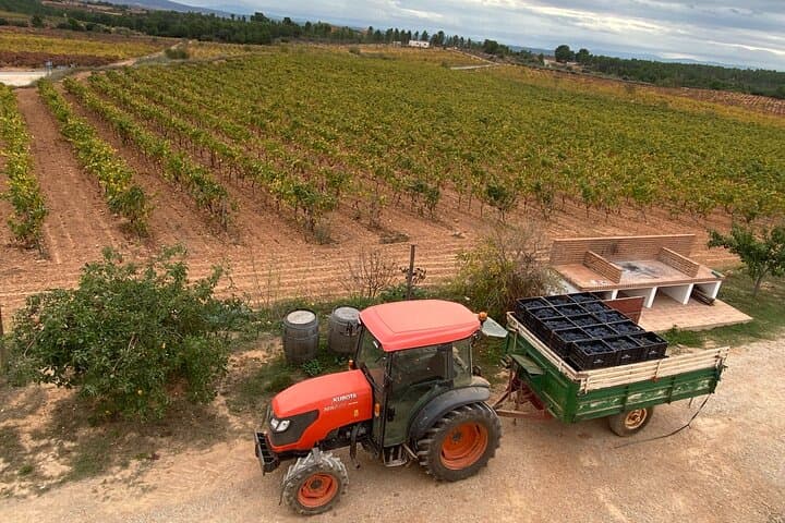 Grape harvest