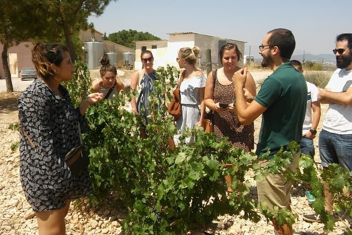 Going into the vineyards
