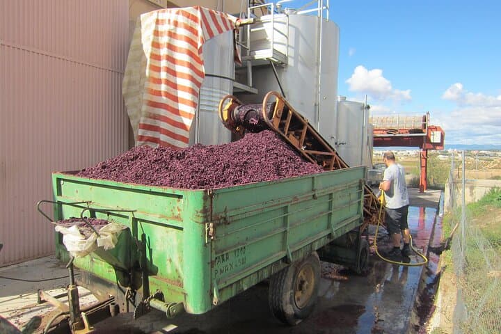 Grape harvest