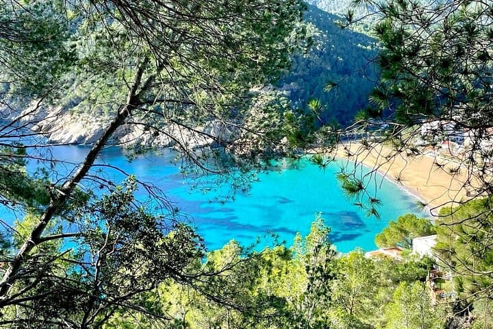 Glimpse through the branches to discover a stunning turquoise bay, showcasing the beauty of Ibiza´s secluded beaches that await you on a private guided tour.