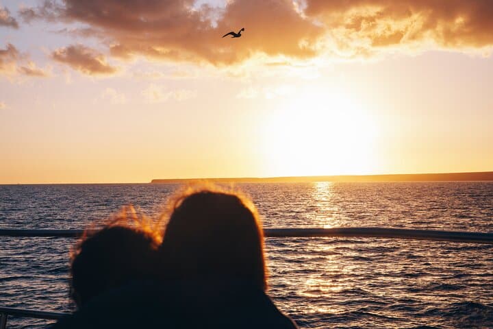 2hrs Dolphins Sunset Sailing Cruise With Drink