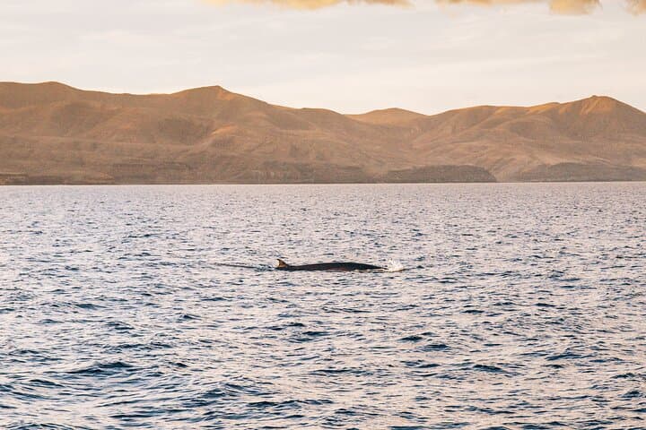 2hrs Dolphins Sunset Sailing Cruise With Drink