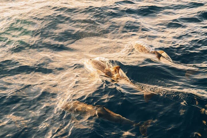 2hrs Dolphins Sunset Sailing Cruise With Drink