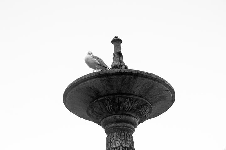 Vigo wouldn't be the same without the sound of seagulls flying over the estuary. Majestic and always curious, they accompany us on every walk through the port, the beaches or the old town.