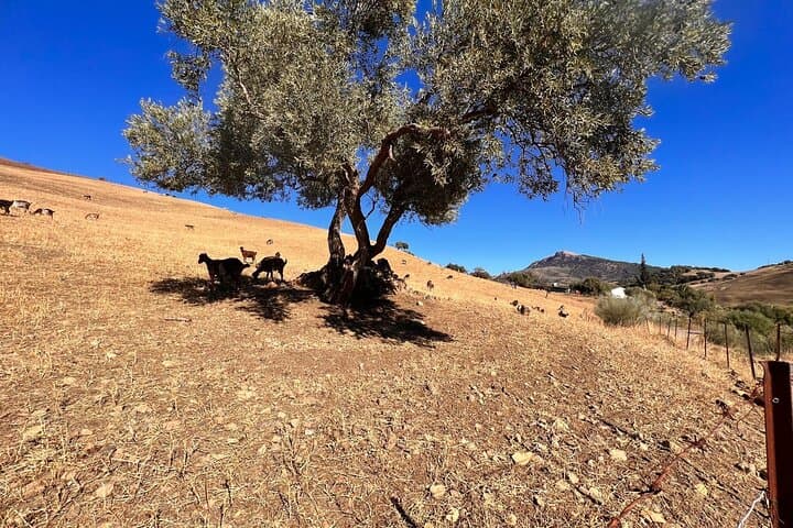 White Towns Private Daytrip From Cadiz