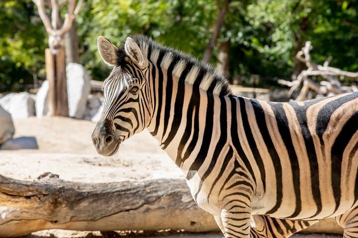 Zoo Aquarium Madrid Admission Ticket