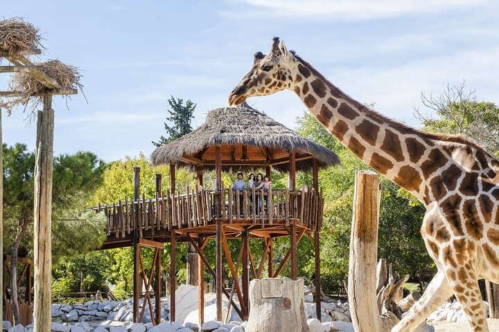 Zoo Aquarium Madrid Admission Ticket