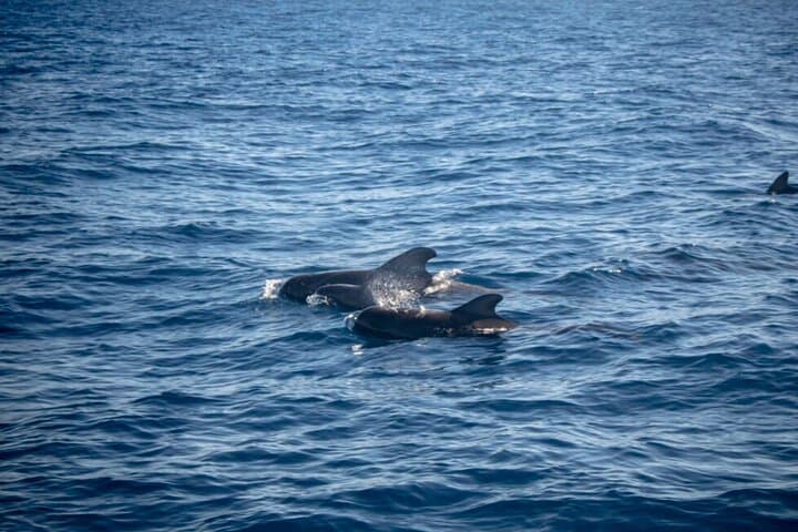 Private Tour 3H – Watch Whales on Sailboat in Los Gigantes