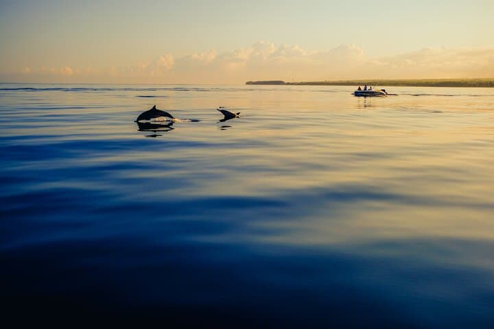 Sunset dolphin encounter: sail along the Costa del Sol and watch these amazing animals swim alongside the sailboat in freedom. A magical experience in Estepona that you will not forget.