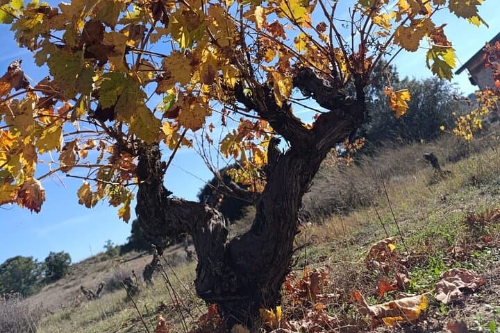 2 Day Ribera del Duero Private Wine Tour from Madrid