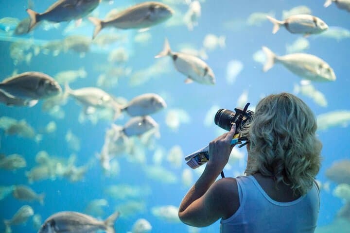 Palma Acquarium with Transfer