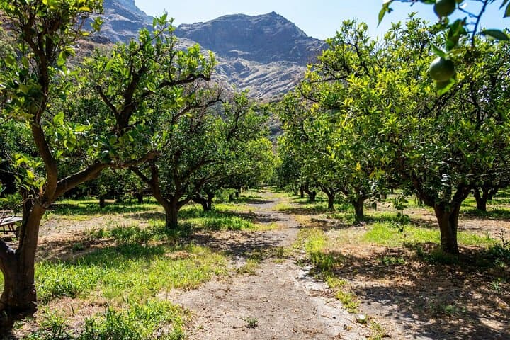 Gran Canaria flavours with distillery visit and tastings