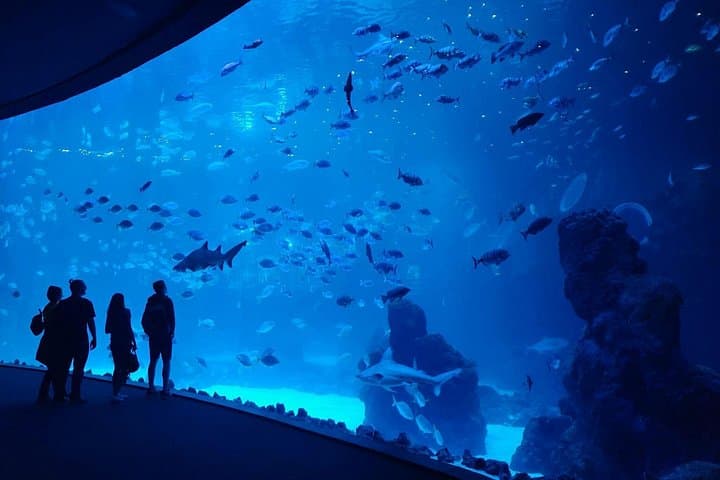 Aquarium Poema del Mar and Bus TUI Package