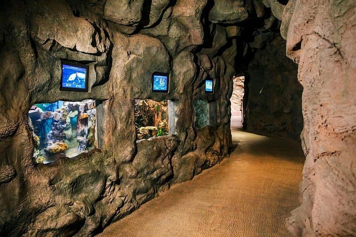 Aquarium Poema del Mar and Bus TUI Package