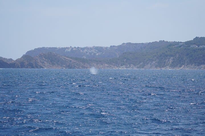 Whale & Dolphin Observation on Electric Sailing Boat in Denia