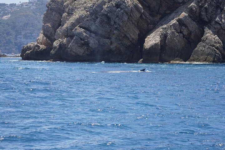 Whale & Dolphin Observation on Electric Sailing Boat in Denia