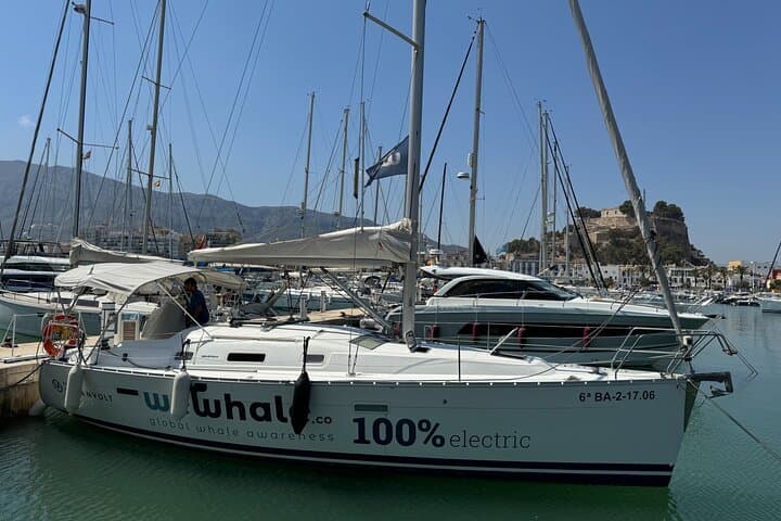 Whale & Dolphin Observation on Electric Sailing Boat in Denia