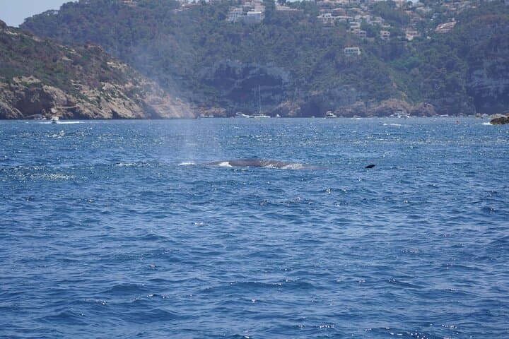 Small Group Dolphin Sunset Tour on Electric Sailing Boat Denia