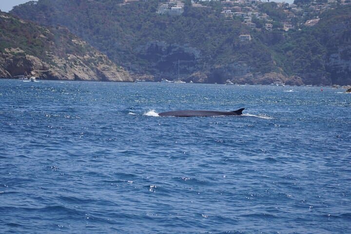 Small Group Dolphin Sunset Tour on Electric Sailing Boat Denia