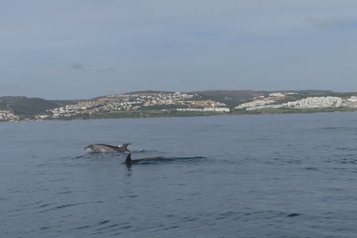 Small Group Dolphin Tour on Hybrid Boat in Sotogrande
