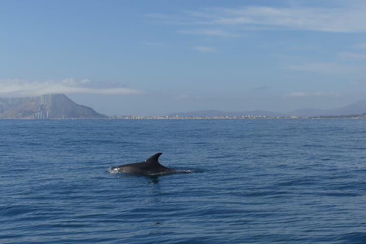 Small Group Dolphin Tour on Hybrid Boat in Sotogrande