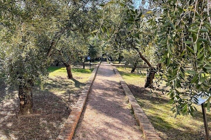 Garden of varieties - Museum of Olive Culture
