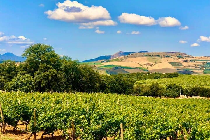 Ronda Wine Tasting with Tapas in a Scenic Vineyard