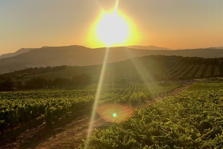 Ronda Wine Tasting with Tapas in a Scenic Vineyard