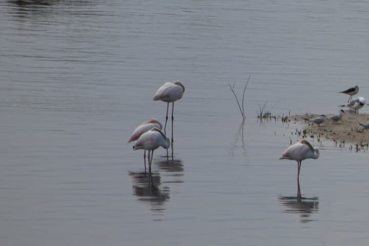 Port Saplaya Albufera Park and Paella Day Trip from Valencia
