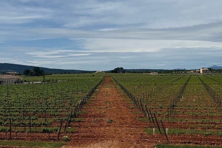 Wonders and Wines of Mallorca Private Experience