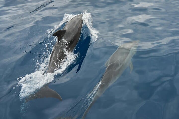GERARD YATCH 14m 11 pax and Excursion from Puerto Banus.