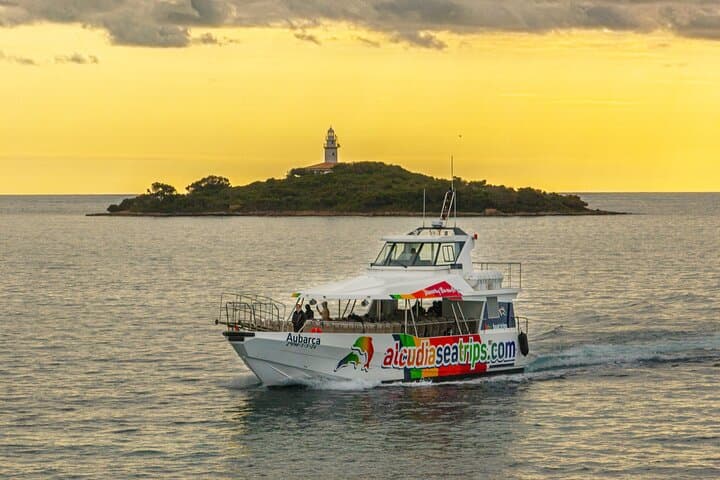 Dolphin Adventure: Fast Boat Dolphin Watching in Mallorca