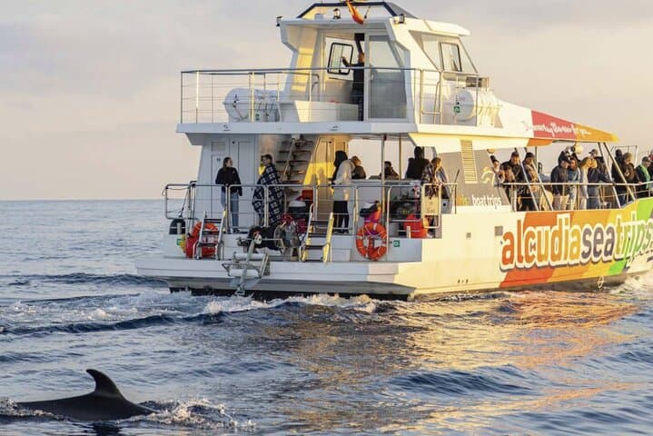 Dolphin Adventure: Fast Boat Dolphin Watching in Mallorca
