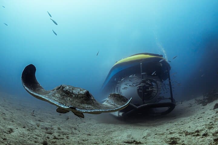 Sub and Stingray