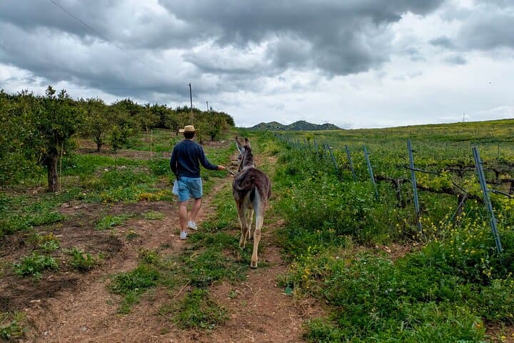 Countryside stroll with donkey