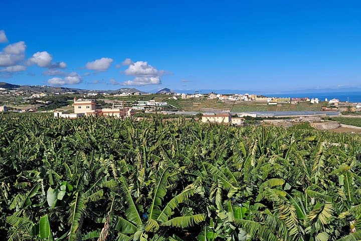 Tastes of Gran Canaria A Day of Flavours and Culture