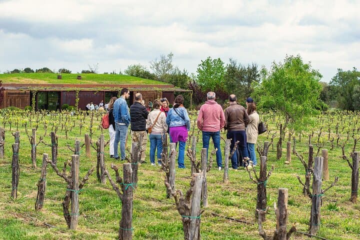 Vineyard walk and wine tasting in l’Empordà