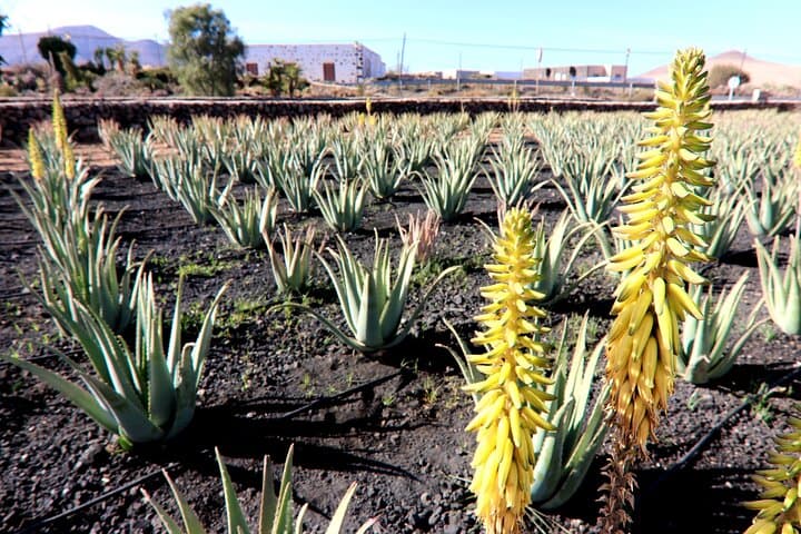 Discover the Authentic Fuerteventura from the South