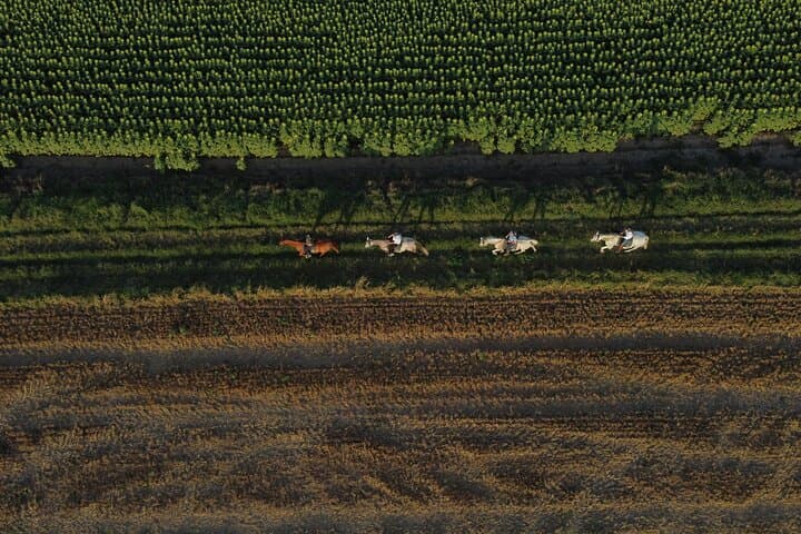 Horse Riding and Wine Tasting Experience