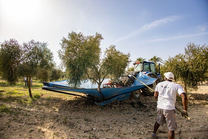 Farm olive trees