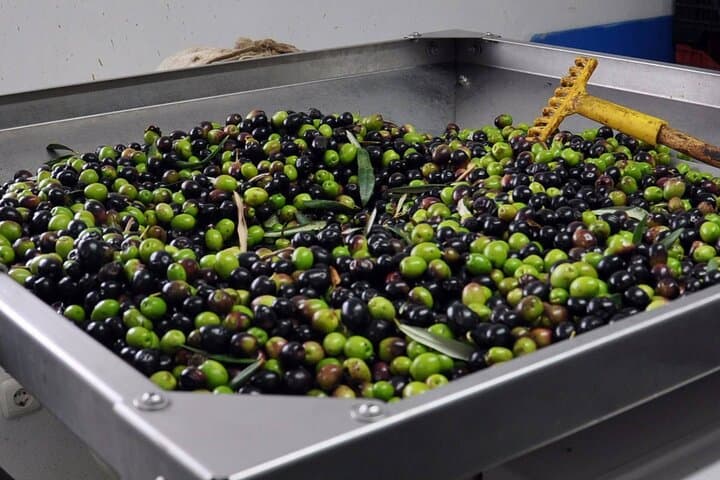Olive Oil Farm Tour, Tasting & Picnic in Alicante