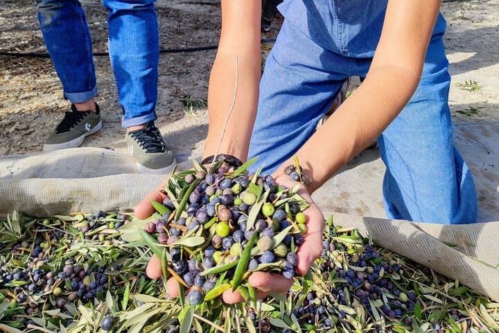 Olive Oil Farm Tour, Tasting & Picnic in Alicante