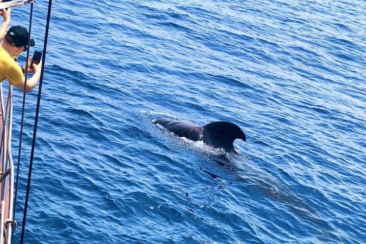Tenerife: Whale & Dolphin Watching Cruise & Swim, Los Cristianos