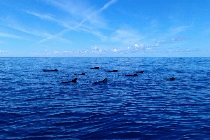 Tenerife: Whale & Dolphin Watching Cruise & Swim, Los Cristianos