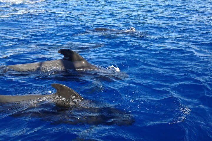 Discover Whales in Tenerife: Shared Yacht Tour, Swim & Lunch