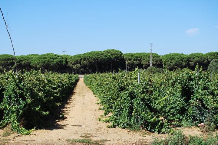 From Cádiz, Chiclana de la Frontera Winery Tour with Lunch