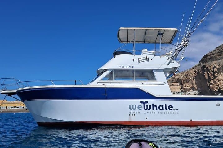 Dolphin Observation In A Small Group On A Silent Hybrid Boat