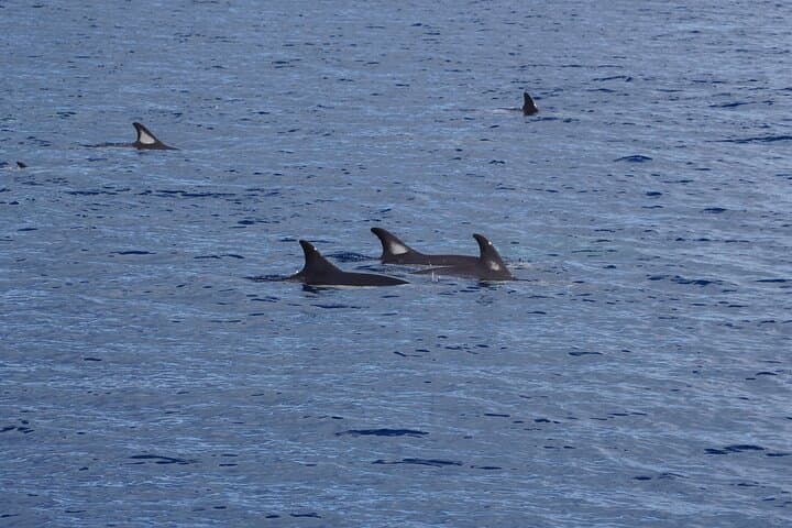Dolphin Observation In A Small Group On A Silent Hybrid Boat