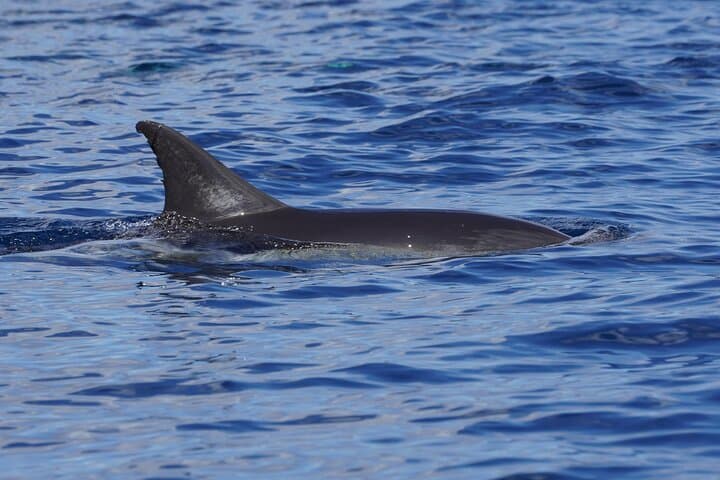 Dolphin Observation In A Small Group On A Silent Hybrid Boat